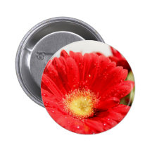 Gerber Daisy Dew Buttons