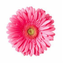 Gerber Daisy magnet Photo Cutout