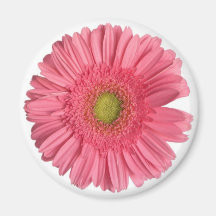 Gerber Daisy Magnets