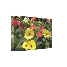 Gerbera Daisies Canvas Print