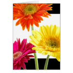 Gerbera Daisies Card
