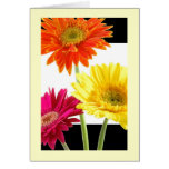 Gerbera Daisies Card