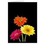 Gerbera Daisies Cards
