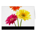 Gerbera Daisies Greeting Card