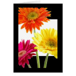 Gerbera Daisies Greeting Card