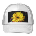 Gerbera Daisy 1 Hat