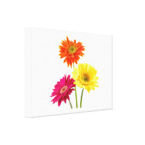 Gerbera Daisy Delight