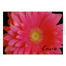 Gerbera Daisy Love Card