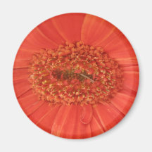 Gerbera Daisy Magnet