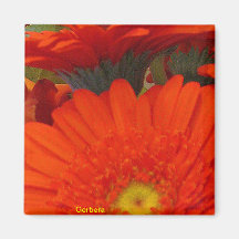 Gerbera Daisy Magnet