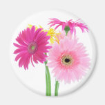 Gerbera Daisy Piink Flowers Fridge Magnets