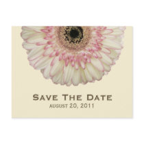Gerbera Daisy Save The Date Postcard