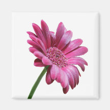 Gerbera Daisy Square Magnet