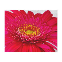 Gerbera Daisy Wrapped Canvas Canvas Prints