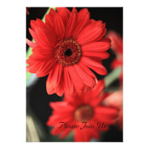 Gerbera Delight Invitation