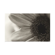 Gerbera Gallery Wrapped Canvas