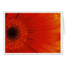 Gerbera - Orange Greeting Cards