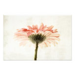 Gerbera Turnaround Photo Print