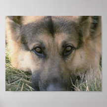 German Shepard Print