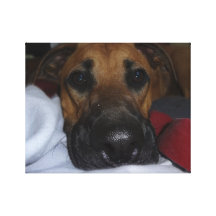 German Shepherd/ Boxer Mix closeup Canvas Prints