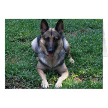 German Shepherd Card