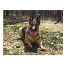 German Shepherd Dog Postcard