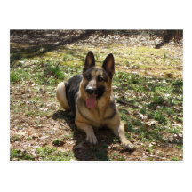 German Shepherd Dog Postcard