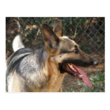 German Shepherd Dog Postcard