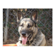 German Shepherd Dog Postcard