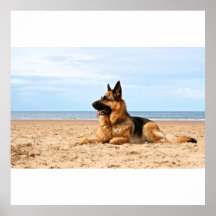 German Shepherd Dog Poster