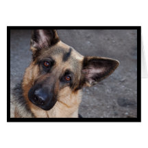 German Shepherd Greeting Card