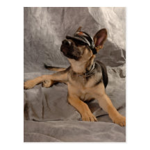 german shepherd post cards
