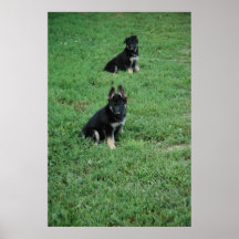 German Shepherd Puppies Poster