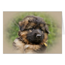 German Shepherd Puppy Cards