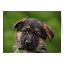 German Shepherd Puppy Greeting Cards