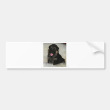 German Shepherd Puppy "Imagine" Bumper Stickers