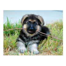 German Shepherd Puppy Postcard