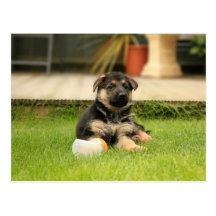 German Shepherd Puppy Postcards