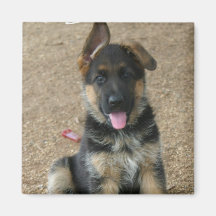 German Shepherd Puppy Square Magnet
