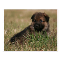 German Shepherd Puppy "The Lookout" Post Cards