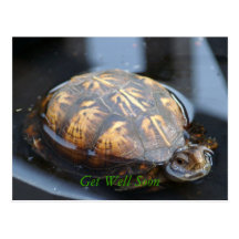 Get well soon turtle Postcard