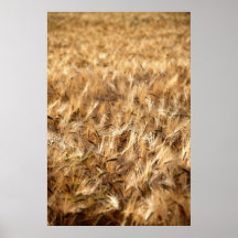 Getreidefeld Plakatdruck