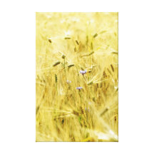 Getreidefelder Gespannter Galerie Druck