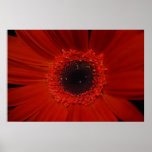 Getting Up Close Print