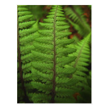 Ghost Fern Leaf Postcard