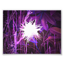 Ghostly Plant Purple Art Photo