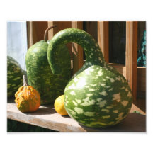 Giant Gourds 10x8 Nature Print Photo Art