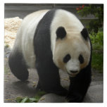 giant-panda-10x10 ceramic tiles
