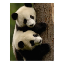 Giant panda babies (Ailuropoda melanoleuca) 2 Post Cards