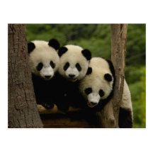 Giant panda babies Ailuropoda melanoleuca) 3 Post Cards